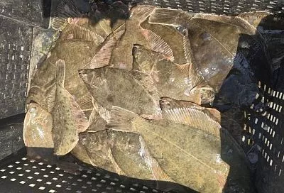 Названы основные промысловые виды рыб Черного и Азовского морей