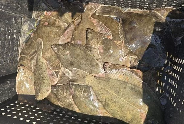 Названы основные промысловые виды рыб Черного и Азовского морей