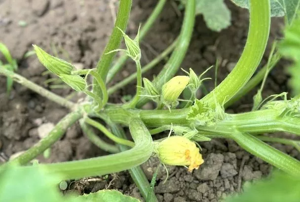 Сколько цветов оставлять на кабачке: если будете соблюдать это правило, они завалят вас плодами