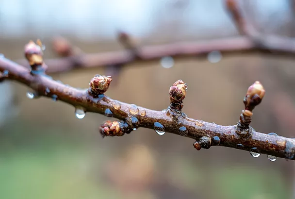 Почему бордоскую смесь до сих пор используют в саду