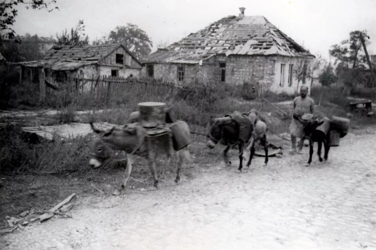 Перевозка питания, оружия и боеприпасов производилась на Малой Земле на ослах. 1943 год.