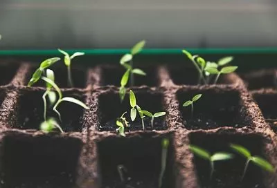 Январские морозы им нипочем: какие цветы-однолетники можно сеять на рассаду в январе