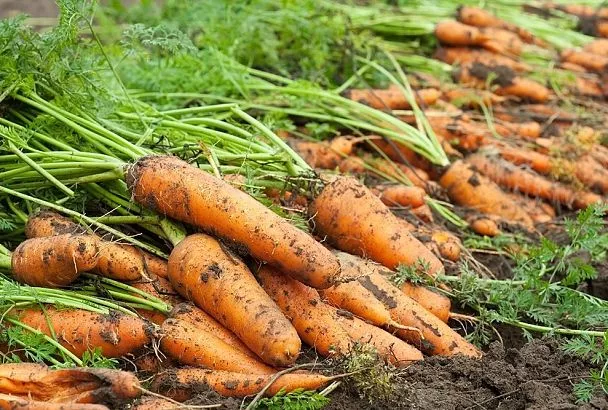 Сеем морковь под зиму: секрет сентябрьской подготовки к раннему урожаю 