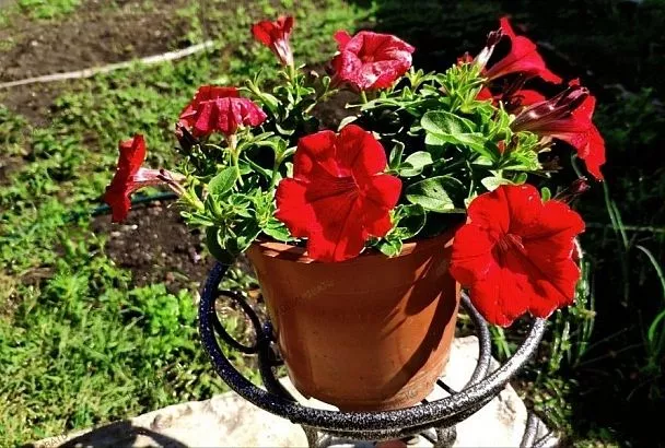 Трипсы на петунии: как распознать врага и спасти цветы