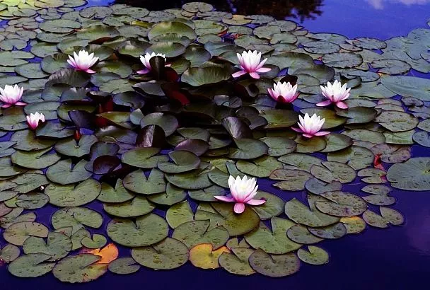 И бросай его в воду: какие растения посадить в домашнем пруду, чтобы он стал главным украшением двора