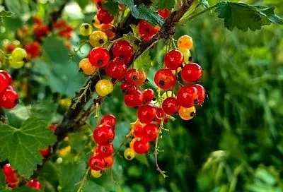 Почковый клещ: один из самых опасных врагов смородины