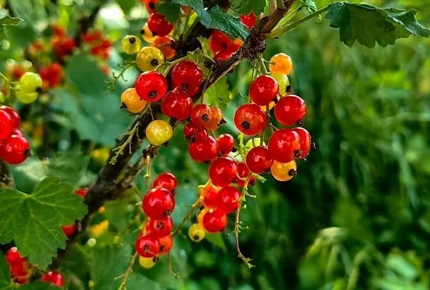 Почковый клещ: один из самых опасных врагов смородины