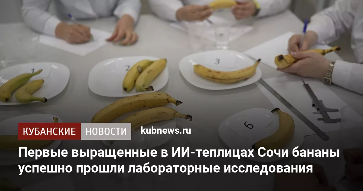 Первые выращенные в ИИ-теплицах Сочи бананы успешно прошли лабораторные исследования