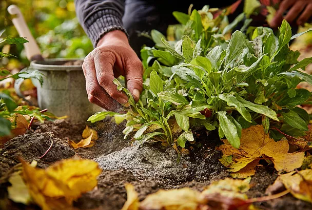 Флоксы без мучнистой росы: секрет осенней золы (5 лет без болезней)
