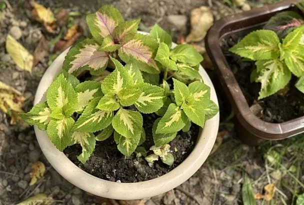 Десять лучше, чем один: как черенковать колеусы, чтобы к весне получить новые растения 