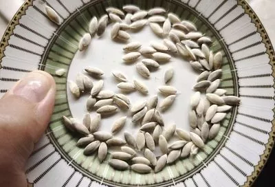 Достать, замочить, просушить: известные «секреты» сбора семян из огурцов