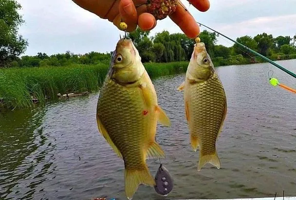 Карась дуреет от этих приманок весной: топ-3 для незнакомых водоемов