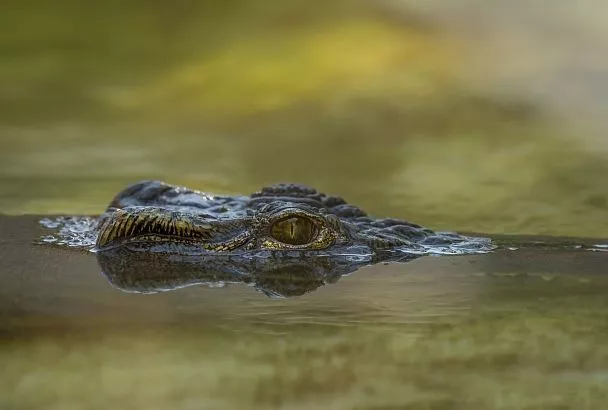 Экзотичный сувенир не дали ввезти туристу