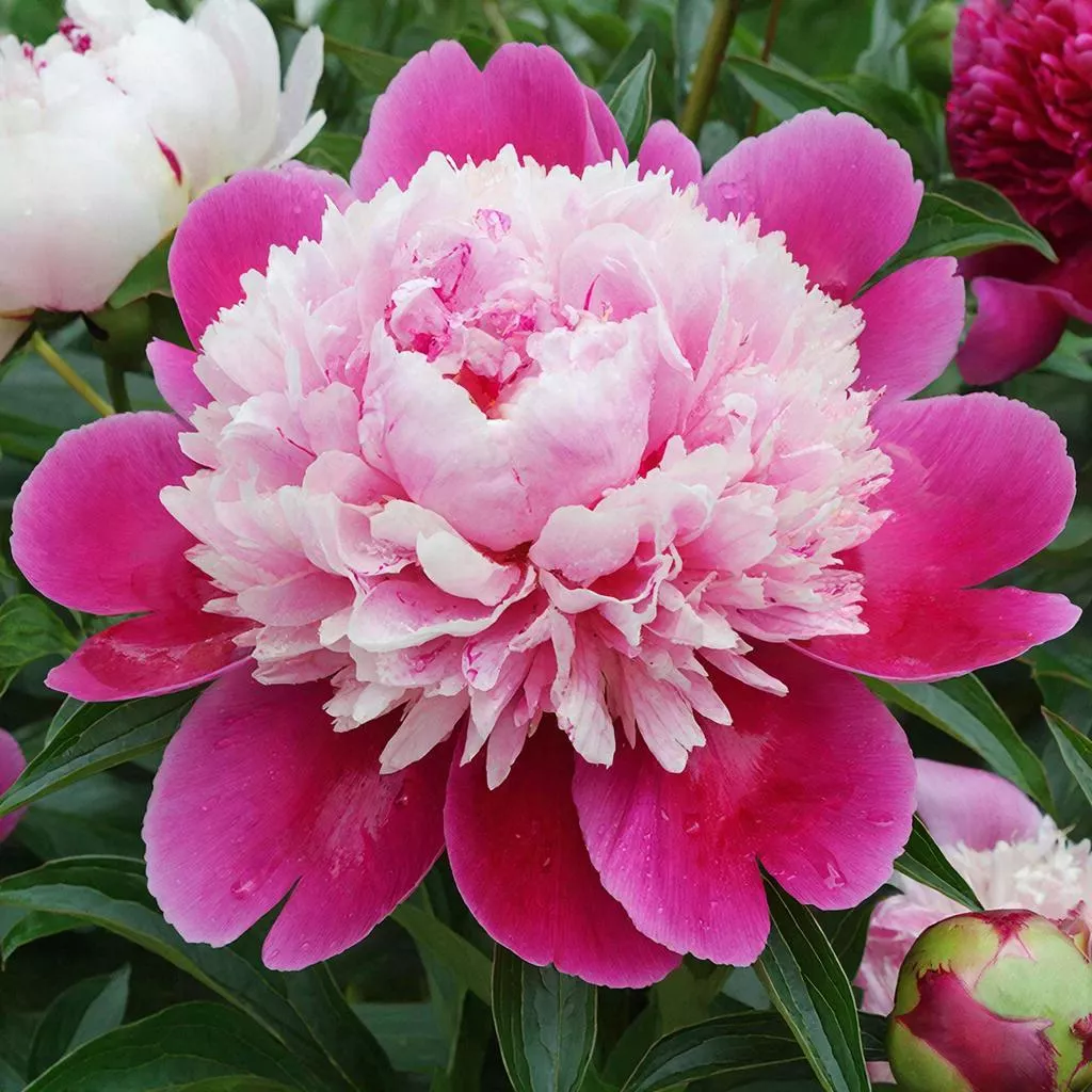 Древовидный пион - посадите один раз — и на долгие годы забудьте о нем: куст, который живет сто лет и расцветает коронами великанов