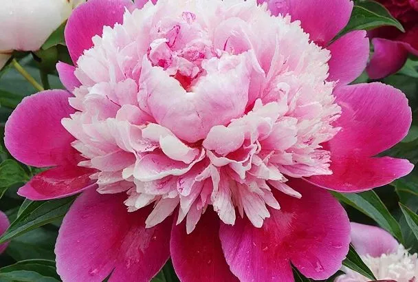 Древовидный пион - посадите один раз — и на долгие годы забудьте о нем: куст, который живет сто лет и расцветает коронами великанов