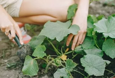 Шок для огурцов после жары и ливней: как я спас плети за 3 дня — и завалил урожаем даже соседей