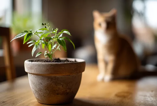 Перец на рассаду сею «в контейнере»: режу верхушку между листьями — и урожай становится мощнее