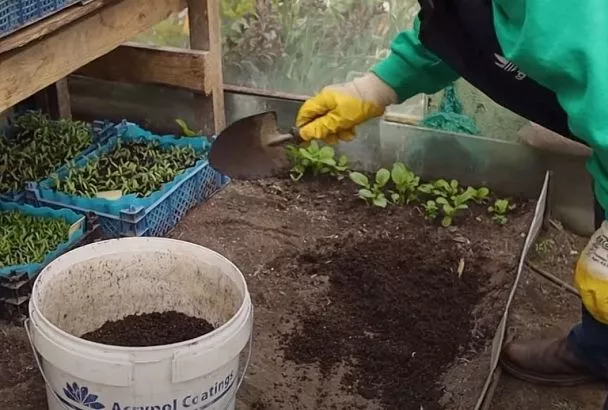 Сажаю рассаду помидоров в теплице так — и урожай 6 кг с куста: Секрет от Петра Ломоноса