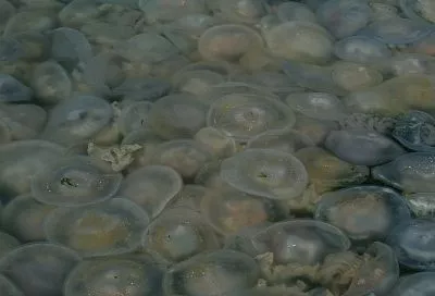 Ученые провели в Черном море исследования для проверки гипотезы о том, что биомасса медуз может быть природным фильтром