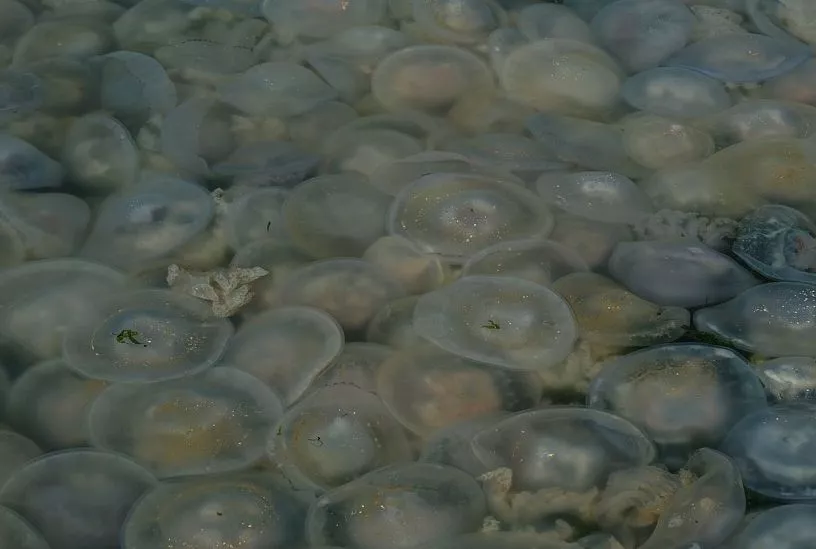 Ученые провели в Черном море исследования для проверки гипотезы о том, что биомасса медуз может быть природным фильтром