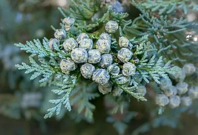 Шишки на туе: друг или враг вашей зеленой красавицы?