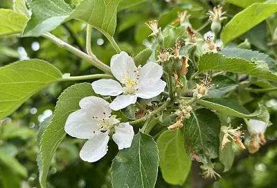 Почему яблони сбрасывают завязи: как спасти будущий урожай