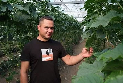 От теплиц до сыроварни: чудеса мастерства личных подсобных хозяйств