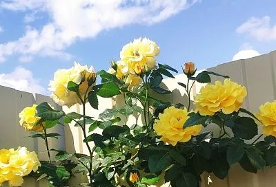 Жалко, но необходимо: зачем удалять бутоны роз на саженцах