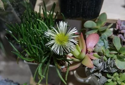 Будет искриться на солнце и долго цвести: почему коллекционеры цветов советуют посадить филлоболюс