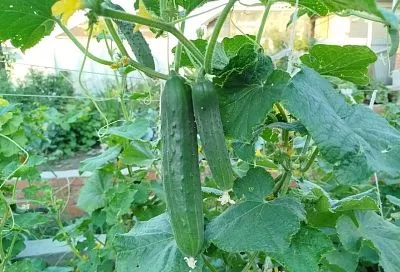 Молоко и мед для огурцов: два моих «бабушкиных» секрета, которые я лично проверила