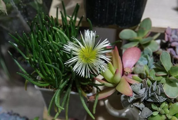 Будет искриться на солнце и долго цвести: почему коллекционеры цветов советуют посадить филлоболюс