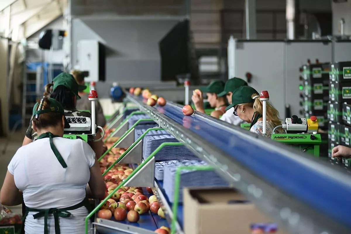 В компании «Алма Продакшн»  выращивают лучшие яблоки