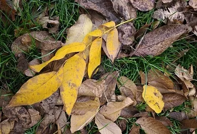 Ореховые листья в осеннем саду: не так вредны, как обычно думают, и даже могут быть полезны 