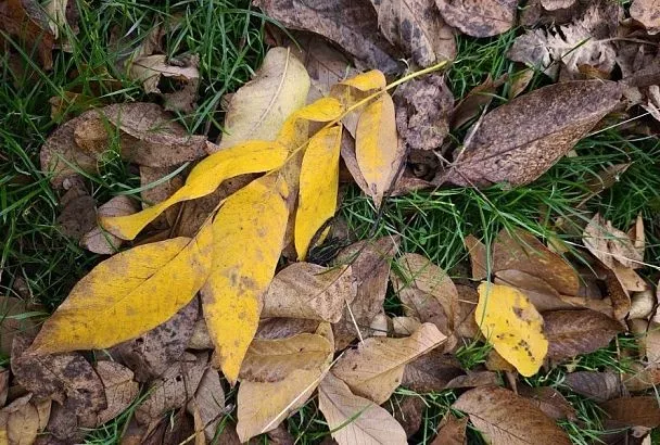 Ореховые листья в осеннем саду: не так вредны, как обычно думают, и даже могут быть полезны 
