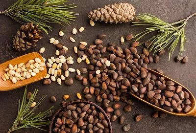 Вся сила природы в одной чашке: почему кедровые орехи диетологи называют самыми полезными