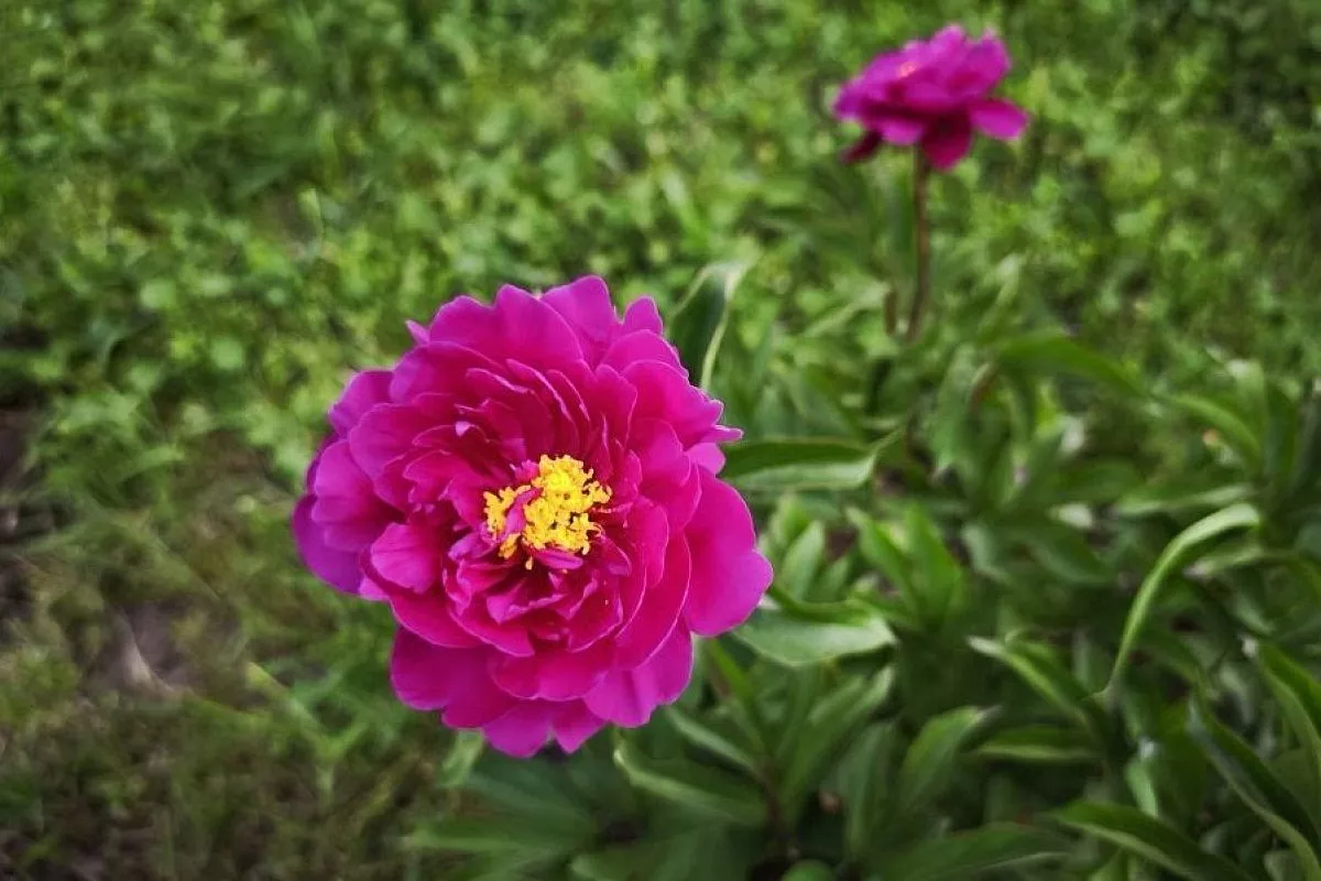 Почему у пиона мелкие цветы: как добиться от растения настоящей роскоши