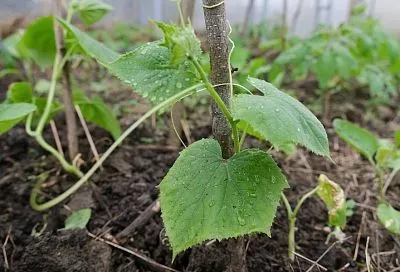 Чудо-подкормка для томатов, огурцов и перцев домашнего производства: как быстро восстановить рост растений
