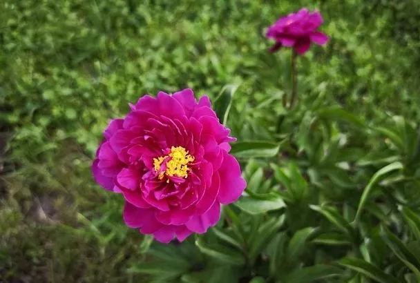 Почему у пиона мелкие цветы: как добиться от растения настоящей роскоши