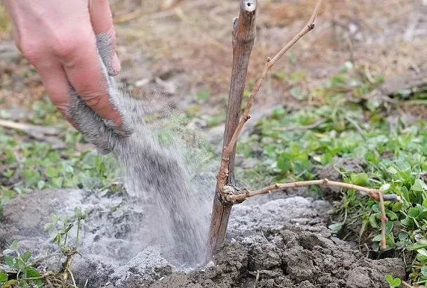 Можно ли подкармливать растения весной, если на улице еще холодно