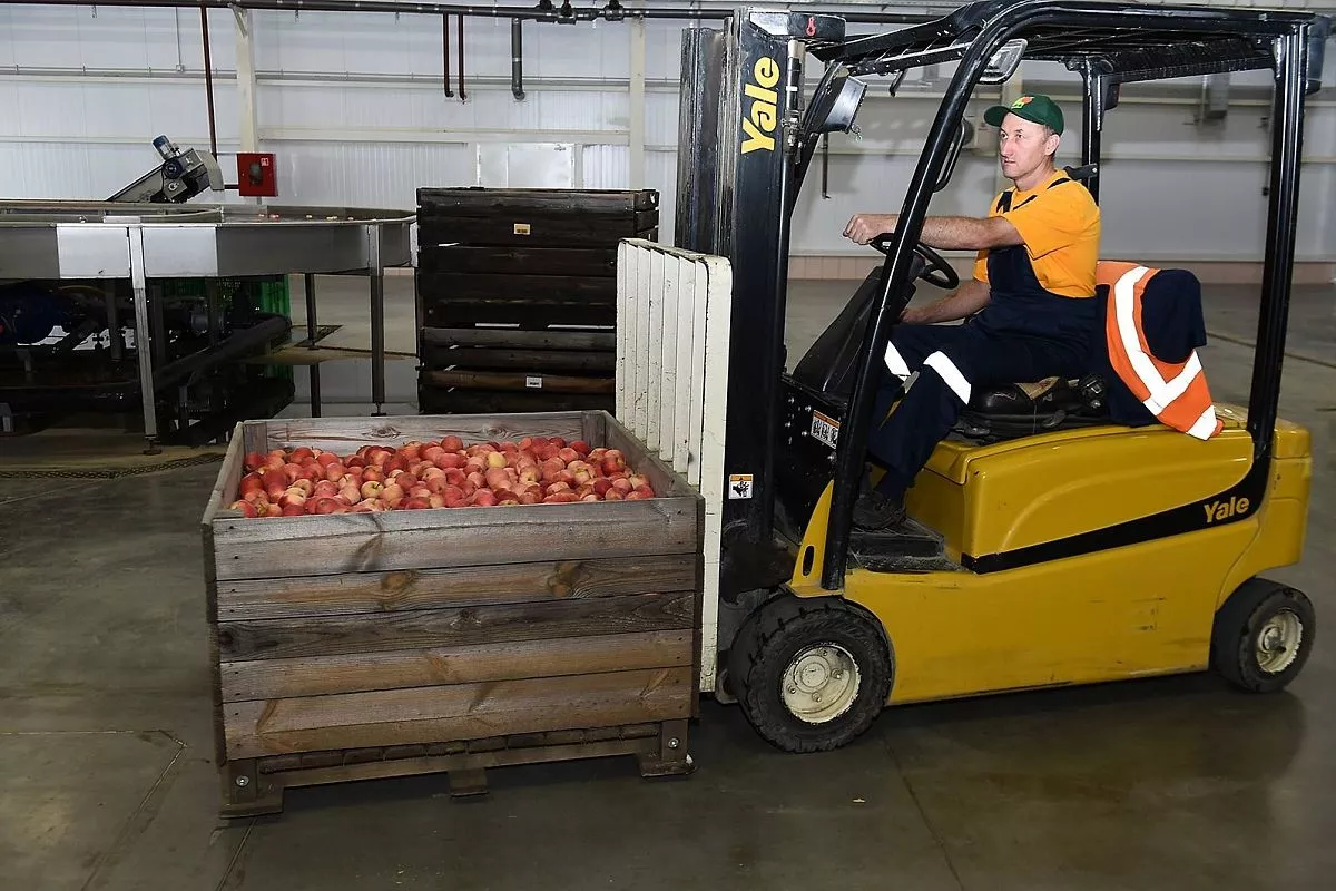 В компании «Алма Продакшн»  выращивают лучшие яблоки