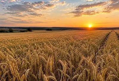 ИИ приходит на поля: доля российских сельхозпредприятий выросла с 3% до 40%