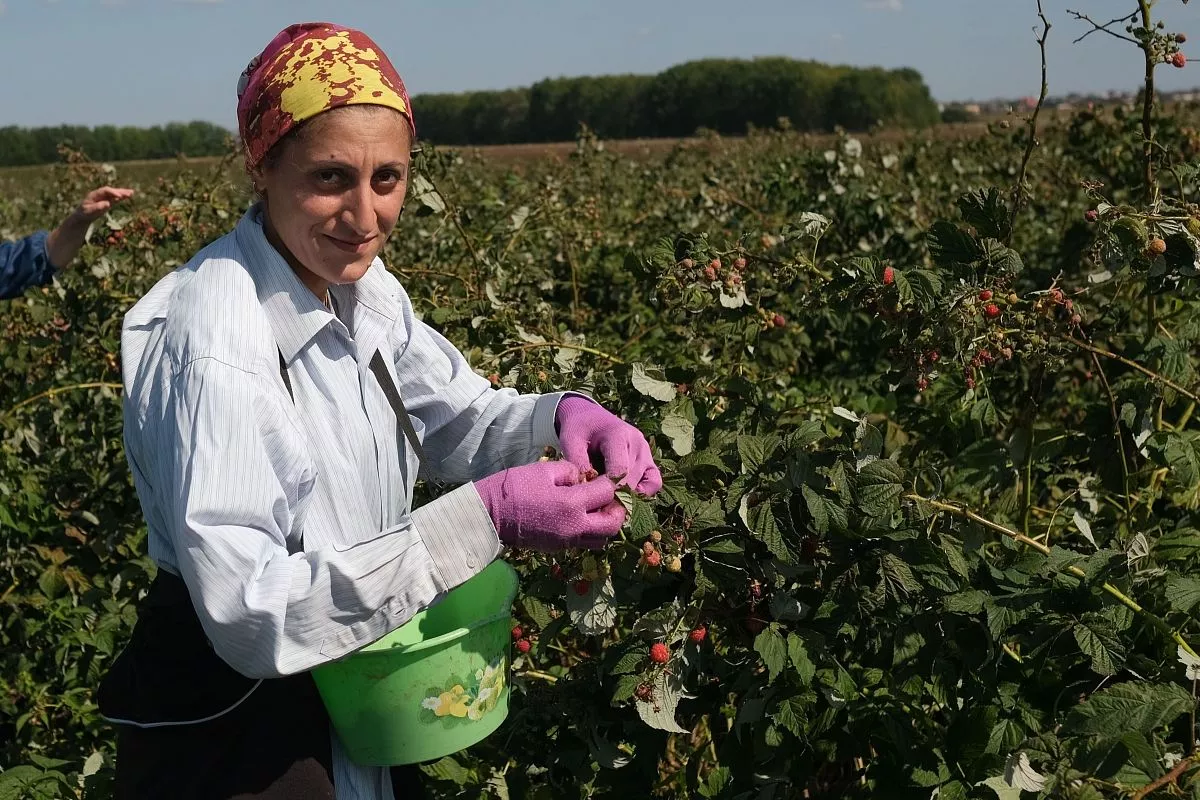Плантации малины занимают несколько гектаров и плодоносят до поздней осени Плантации малины занимают несколько гектаров и плодоносят до поздней осени