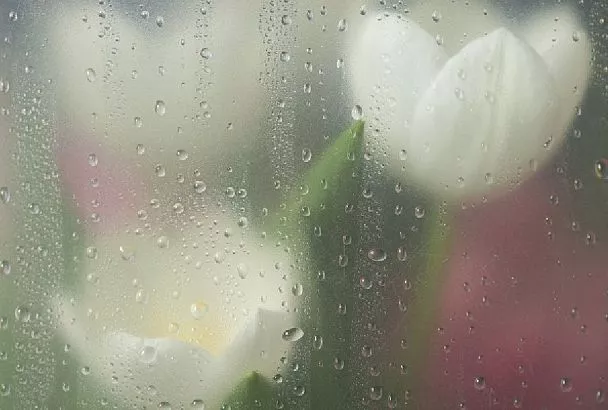 Срочно лечить: какие болезни растений вызывают затяжные дожди