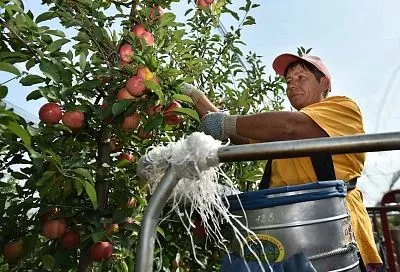 Овощи, фрукты: едим кубанские продукты