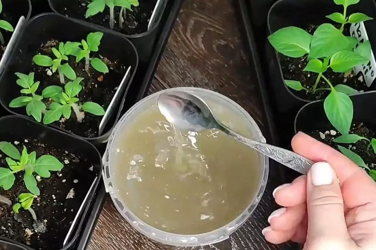 Ускоряет рост рассады в 2 раза! 5 причин в пользу такого стимулятора – взрывной рост и урожай на 3 недели раньше