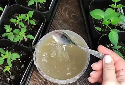 Ускоряет рост рассады в 2 раза! 5 причин в пользу такого стимулятора – взрывной рост и урожай на 3 недели раньше