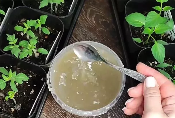 Ускоряет рост рассады в 2 раза! 5 причин в пользу такого стимулятора – взрывной рост и урожай на 3 недели раньше