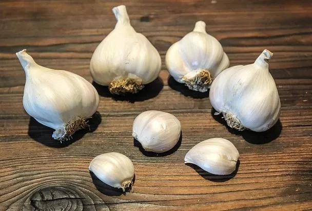 Чеснок по-французски: этот способ посадки на треть увеличивает размер головок