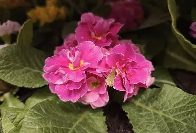 Весенняя красавица: как сохранить примулу, чтобы она цвела и в следующем году