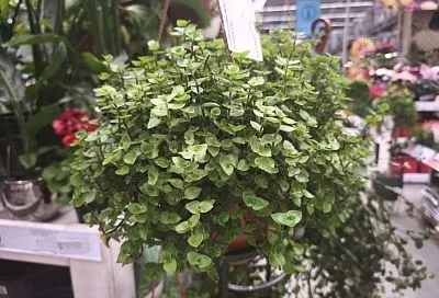 Самое неприхотливое комнатное растение – заведите его, если все другие цветы «дохнут»